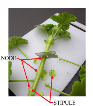 making cuttings node stipule