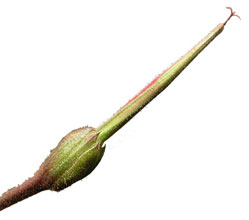 Pelargonium Seed Capsule