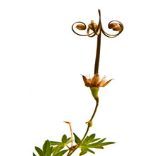 Hardy Geranium Seed Capsule
