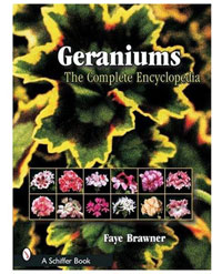 Geraniums: All varieties of Pelargoniums cultivation and care by Faye Brawner