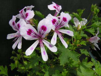 aurucana (gardenia)