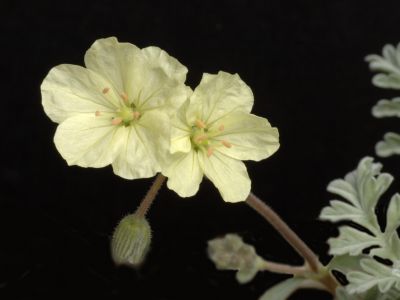 e. chrysanthum