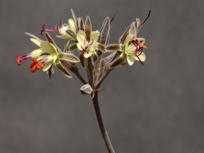 p. carnosum compact form