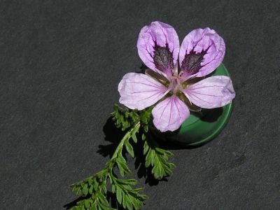 e. pickering pink
