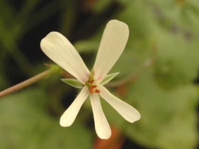 p. elongatum (flower)