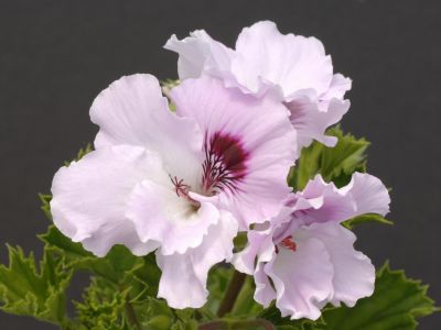 r. fleur d' lis