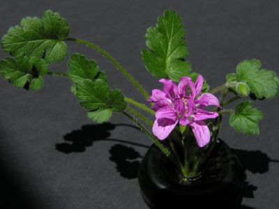 e. reichardii flore pleno dark pink