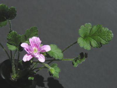 e. reichardii flore pleno pink