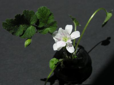 e. reichardii flore pleno white