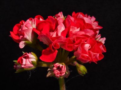 rosebud supreme