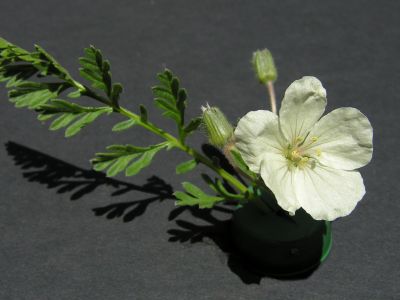 e. x lindavicum