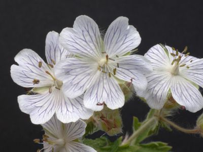 g. ibericum ssp. jubatum white zigana
