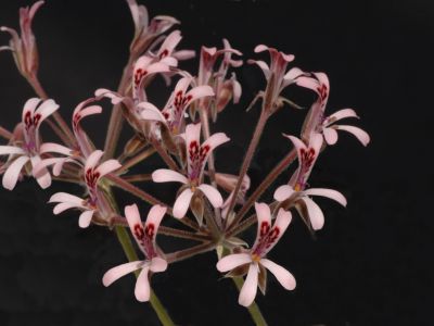 p. petroselinifolium