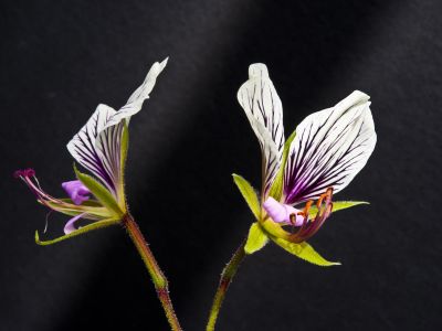 p. praemorsum ssp. speciosum