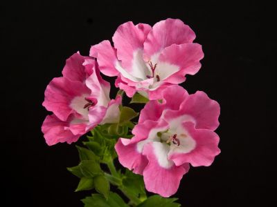 r. Petit Bouquet