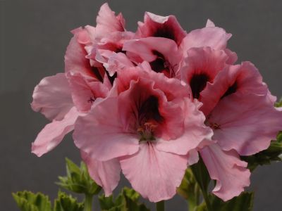 r. pink gardeners joy