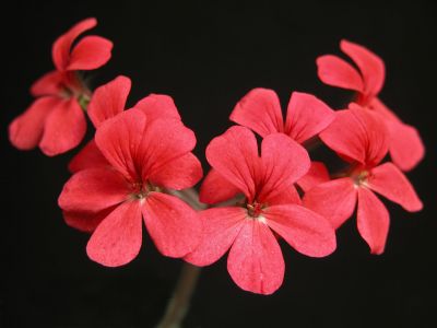 p. quinquelobatum 'pink quink'