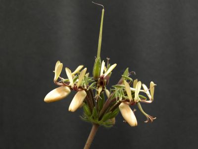 p. rapaceum (down facing petals)