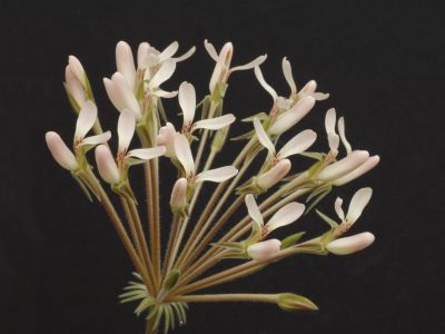 p. rapaceum (upright facing petals)