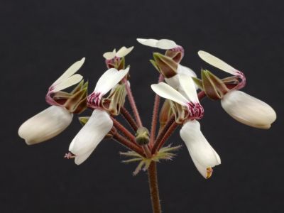 p. rapaceum white flowers