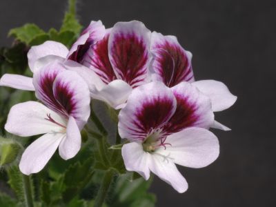 Seeley's pansy
