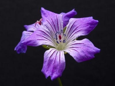 g. nodosum svelte lilac