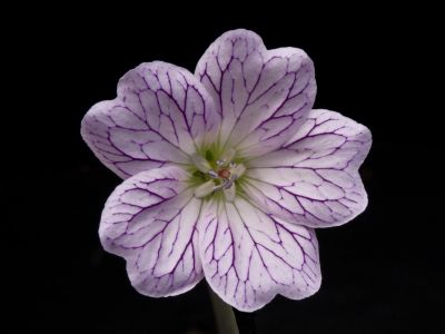 g. oxonianum Phoebe's blush