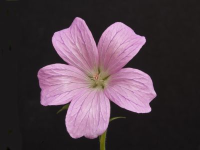 g. oxonianum wargrave pink