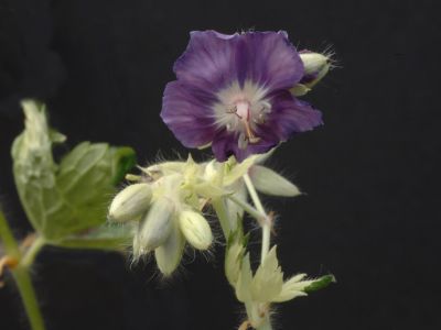g. phaeum variegatum