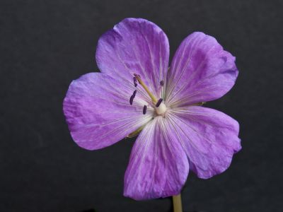 g. pratense ssp. stewartianum Raina